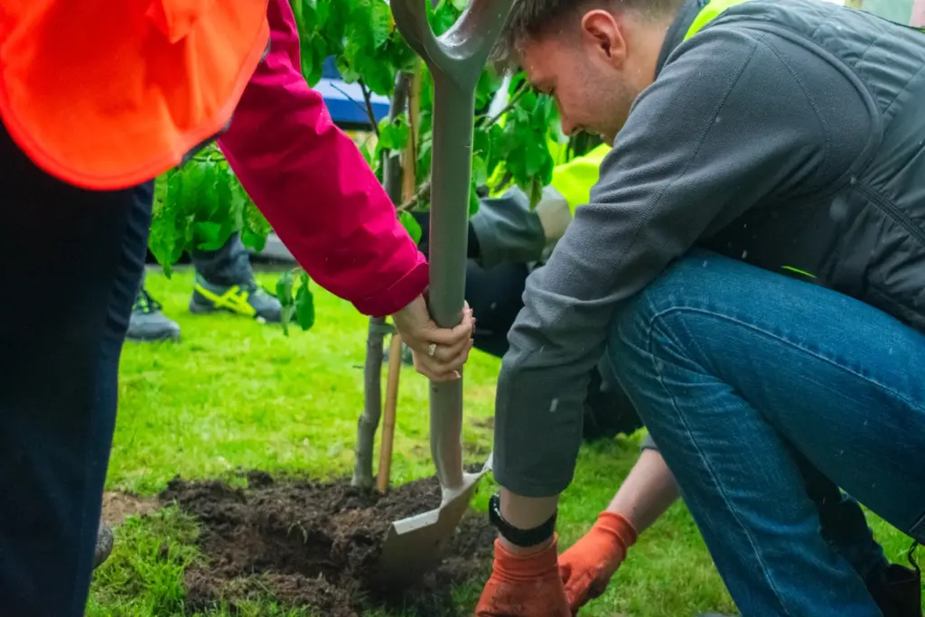 Digging a hole to plant a tree